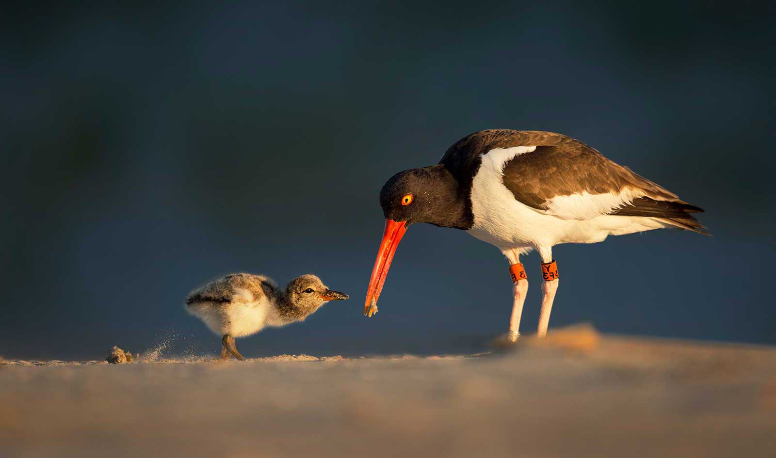 American oystercatcher feeding it young on the beach. FWC new regulations for beach-nesting birds.
