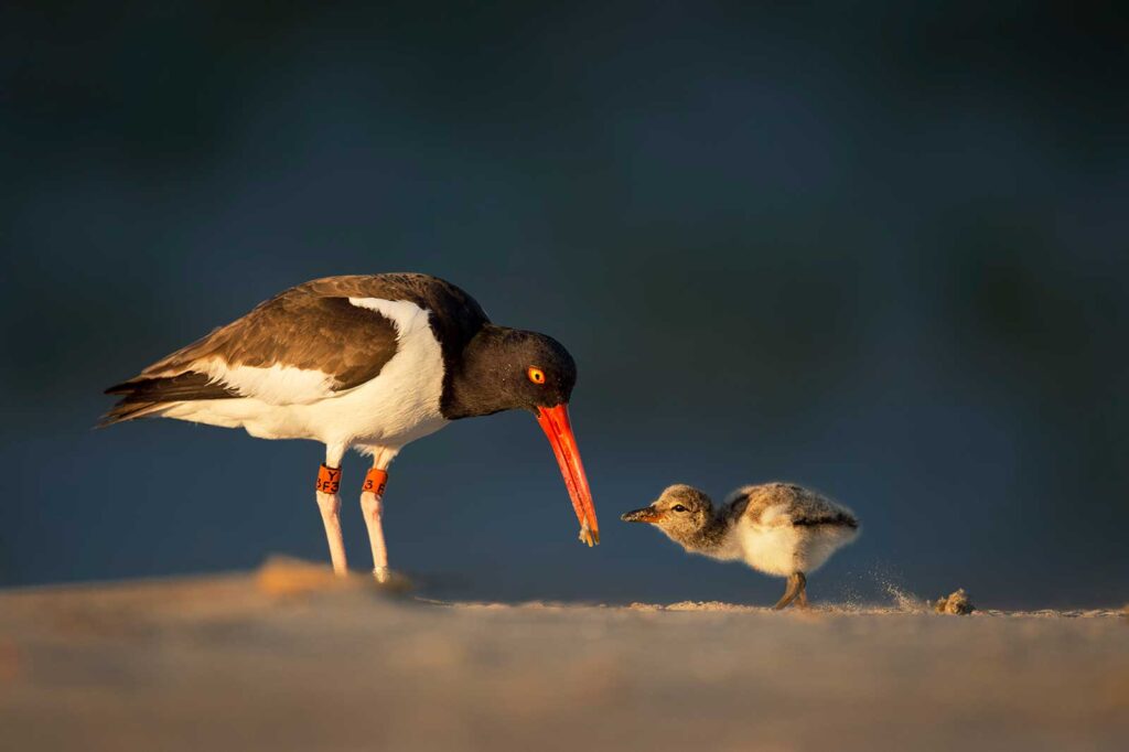 American oystercatcher feeding it young on the beach. FWC new regulations for beach-nesting birds.